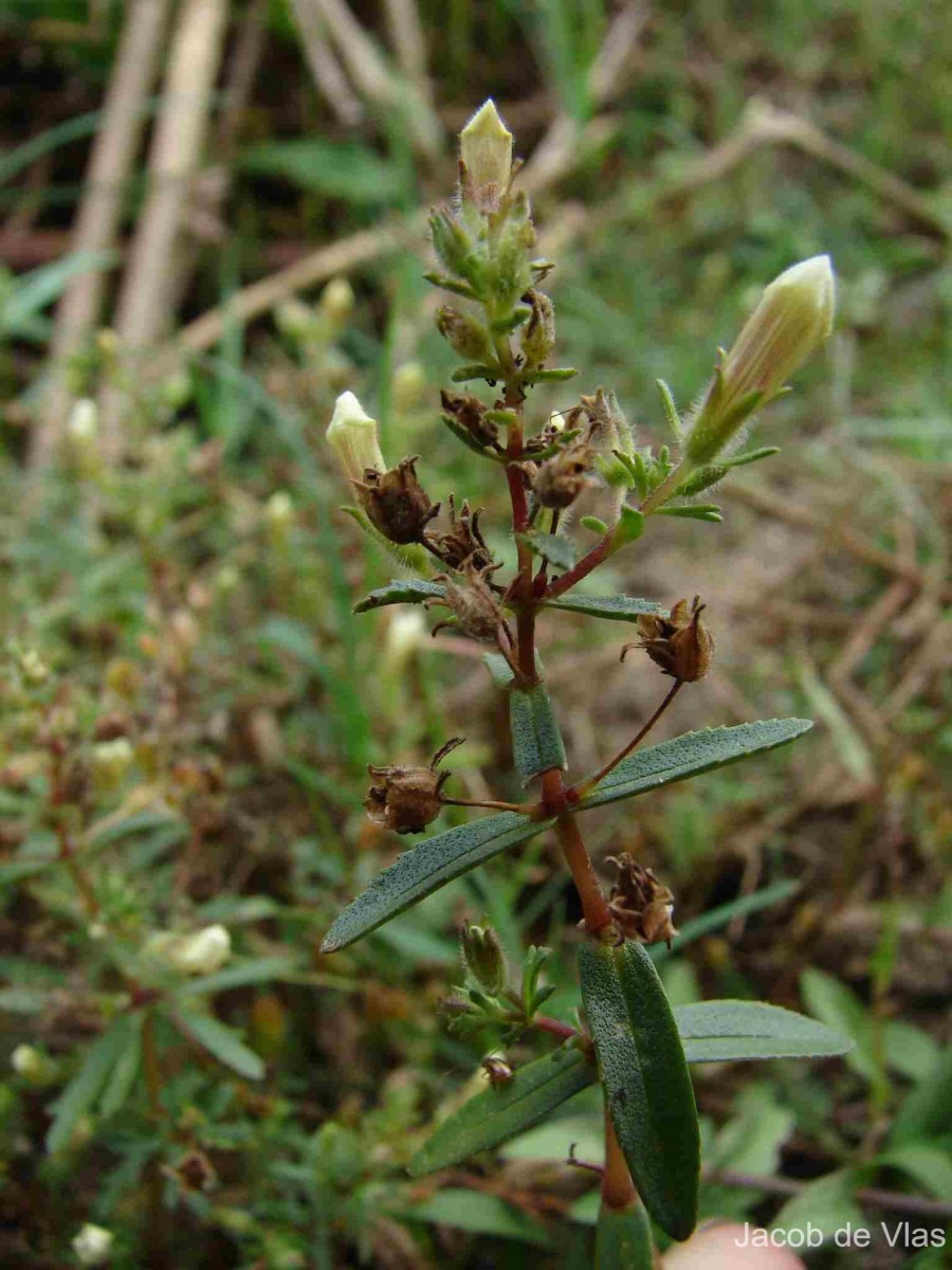 Limnophila indica (L.) Druce